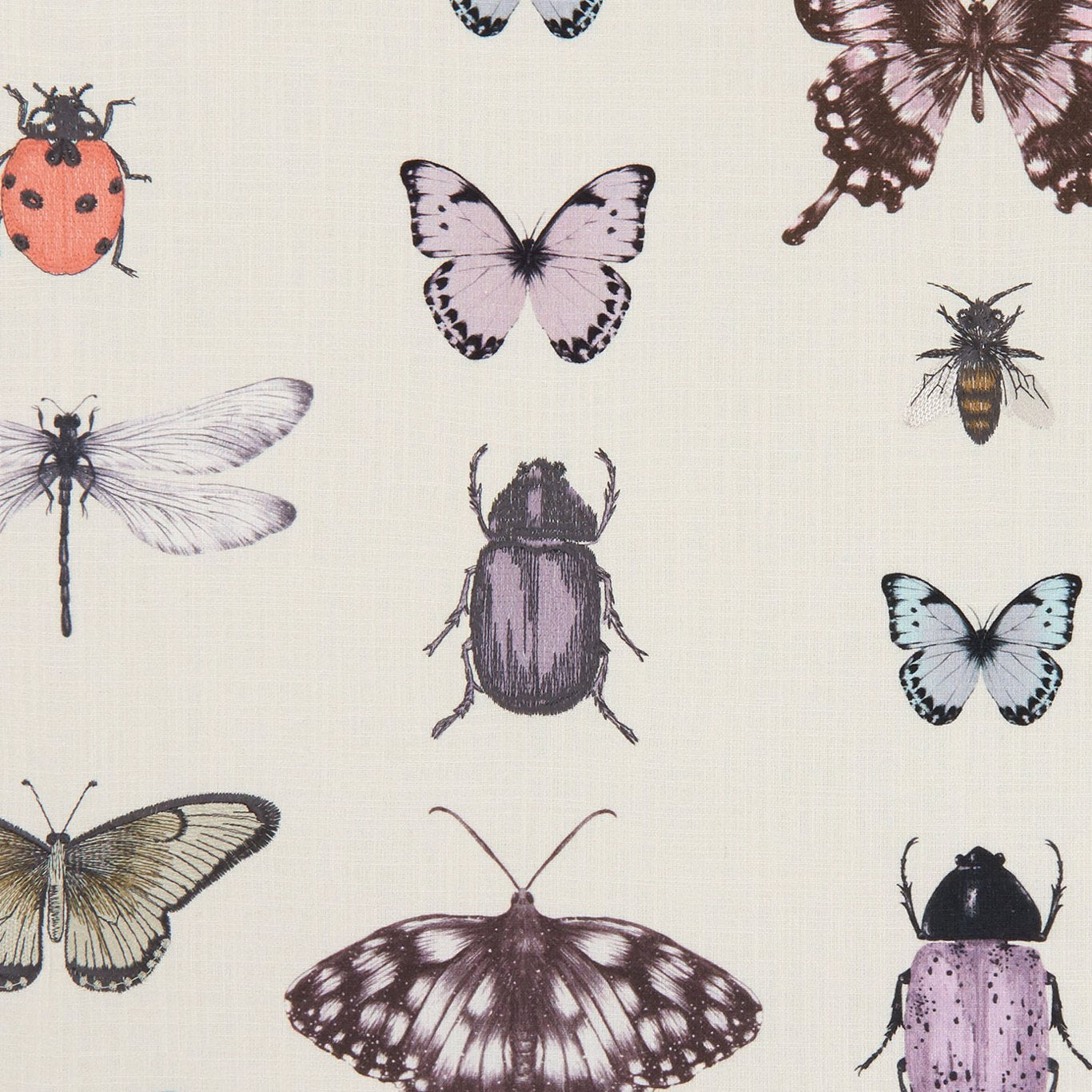 Papilio