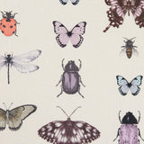 Papilio