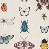 Papilio