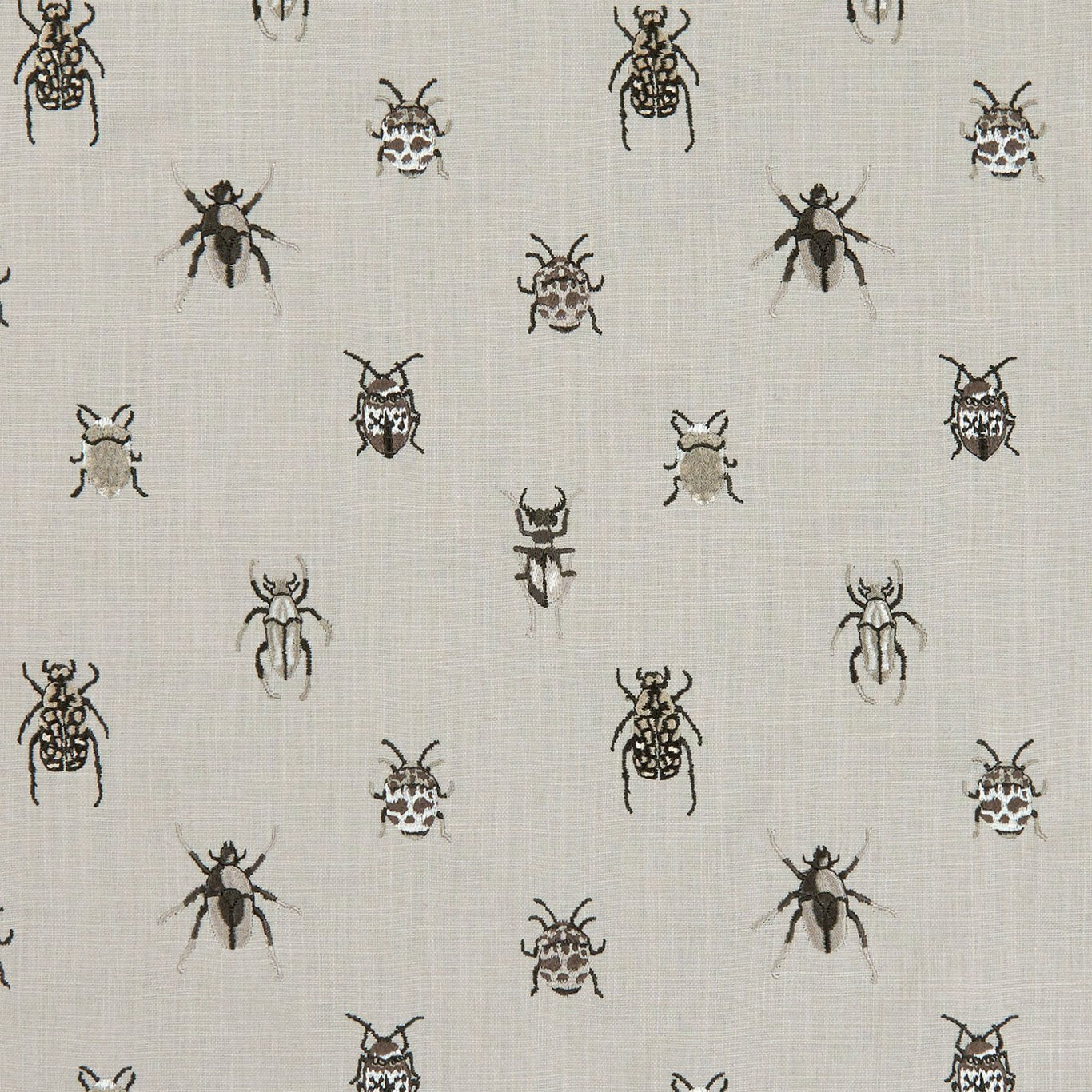 Beetle
