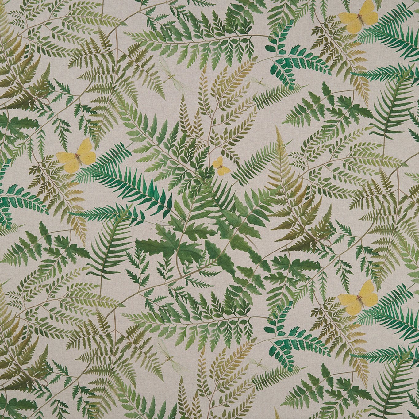 Fern Glade