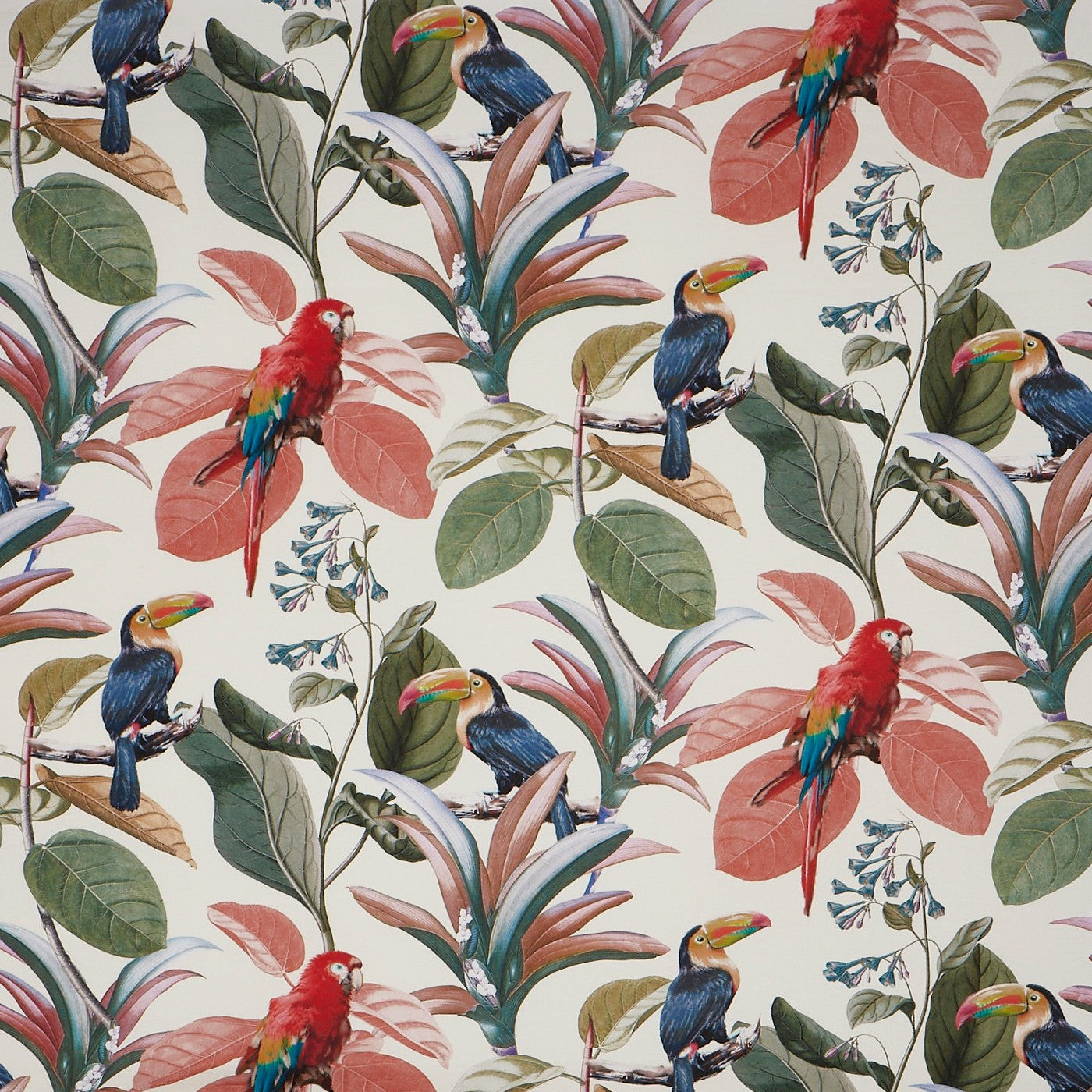 Parakeet